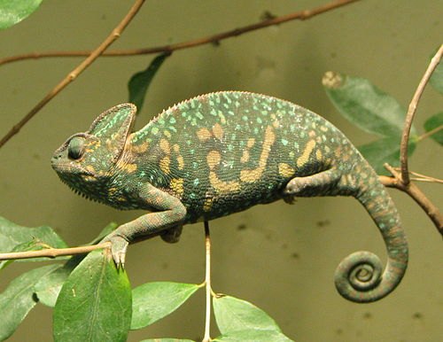 Veiled chameleon